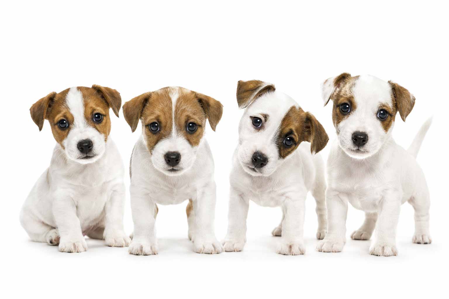 Studija draugiška augintiniams 🐾